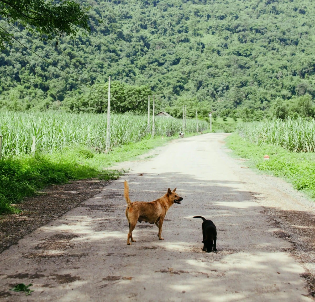 A brown dog and a black puppy stand on a rural road surrounded by green fields and trees.