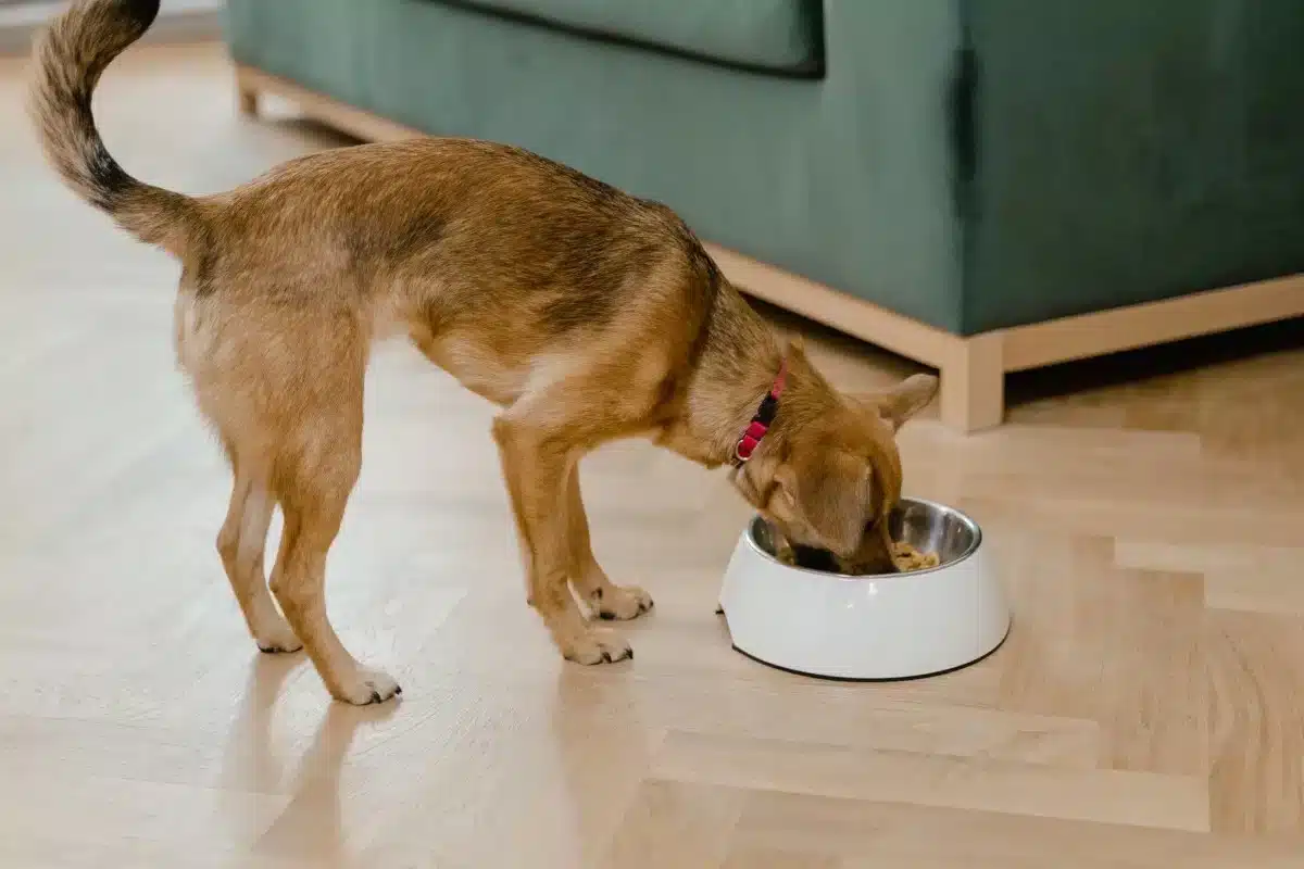 Small brown dog eating from a white bowl on a wooden floor.
