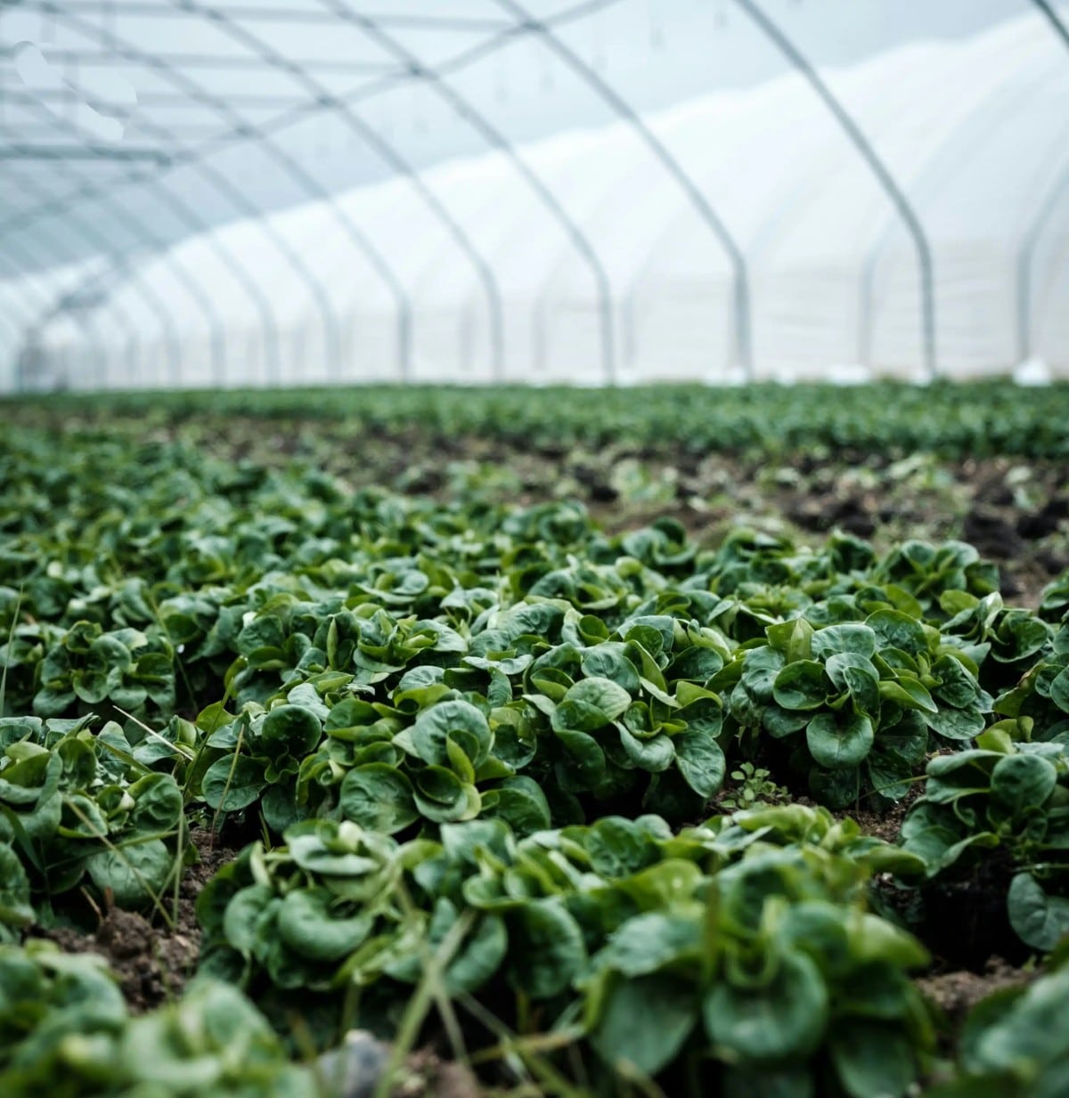 Rows of leafy green plants growing inside a large greenhouse.